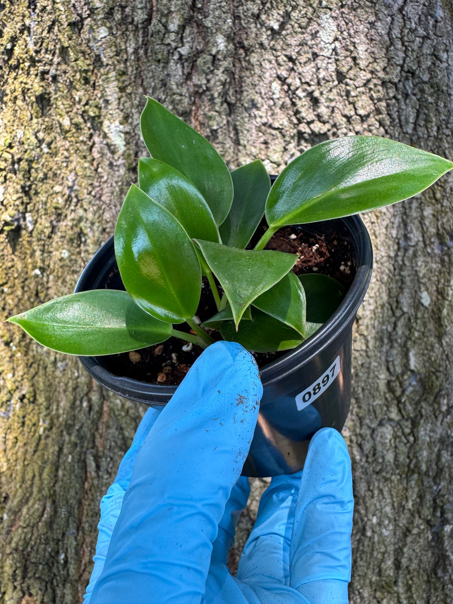 Philodendron Birkin