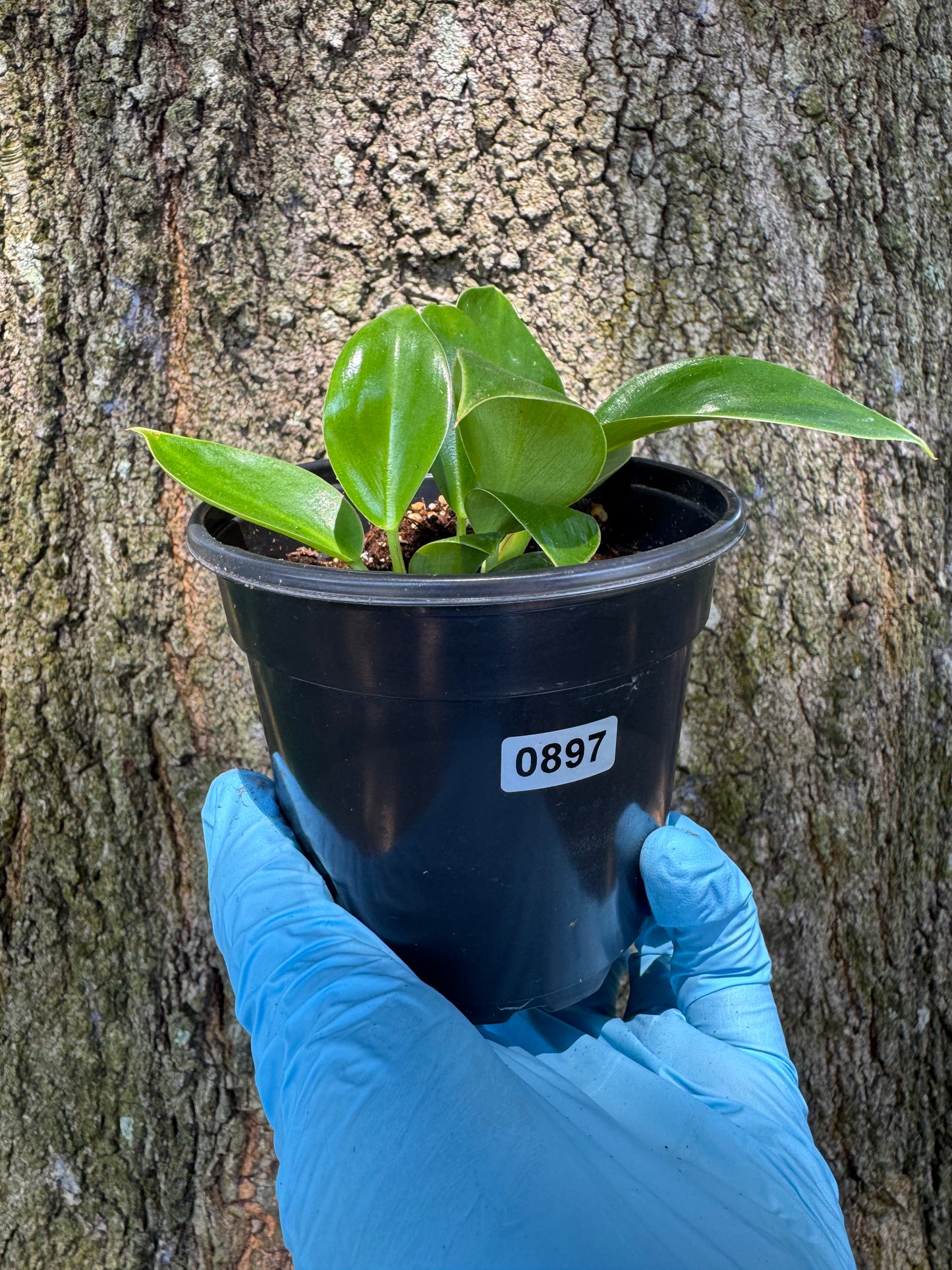 Philodendron Birkin