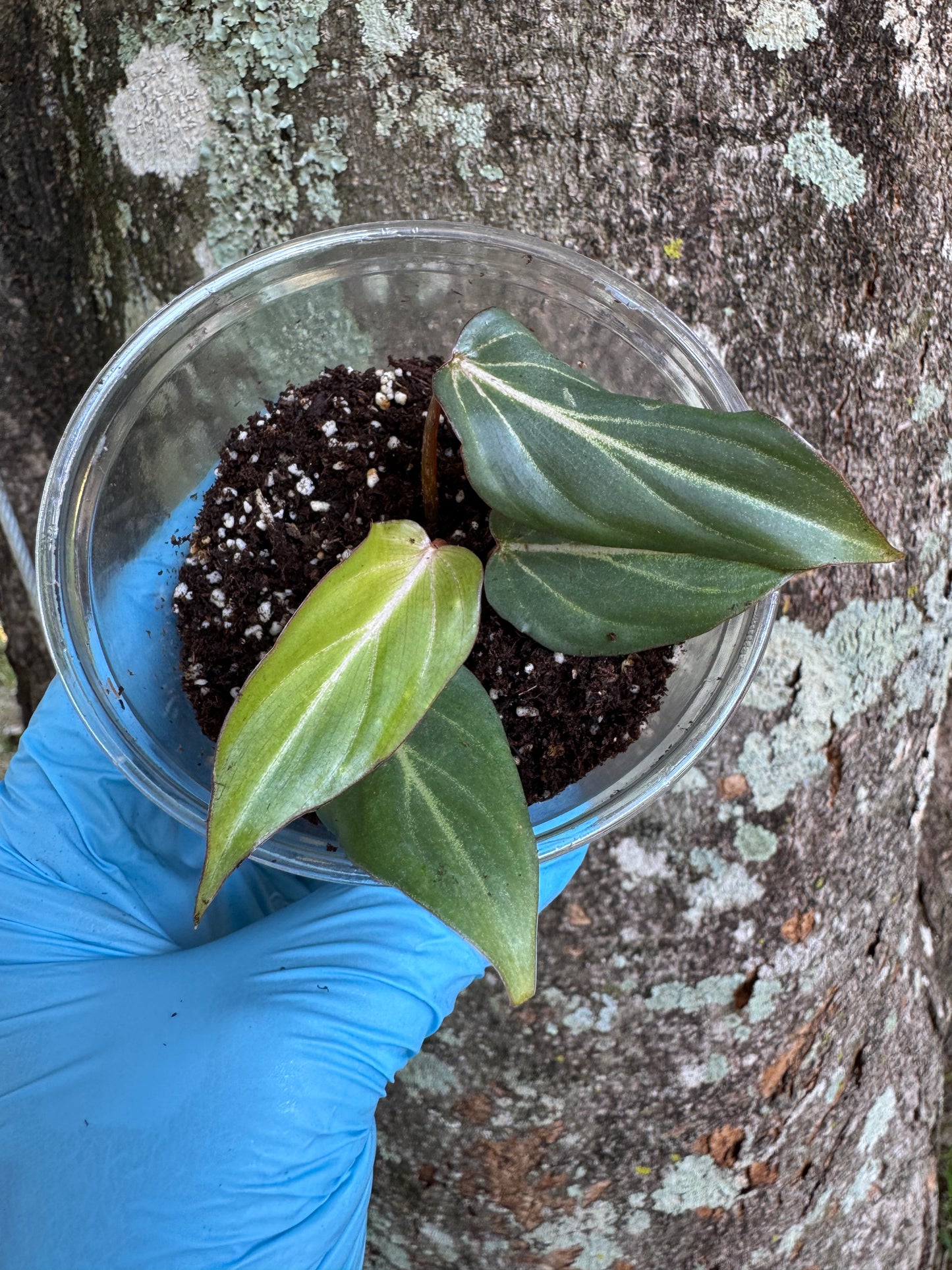 Philodendron Gloriosum