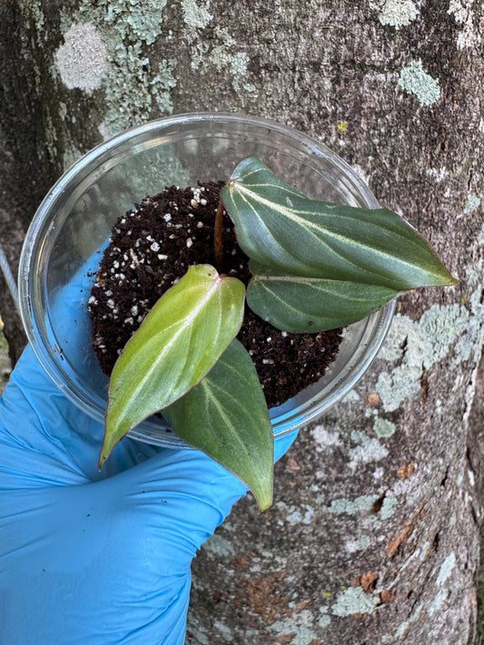 Philodendron Gloriosum