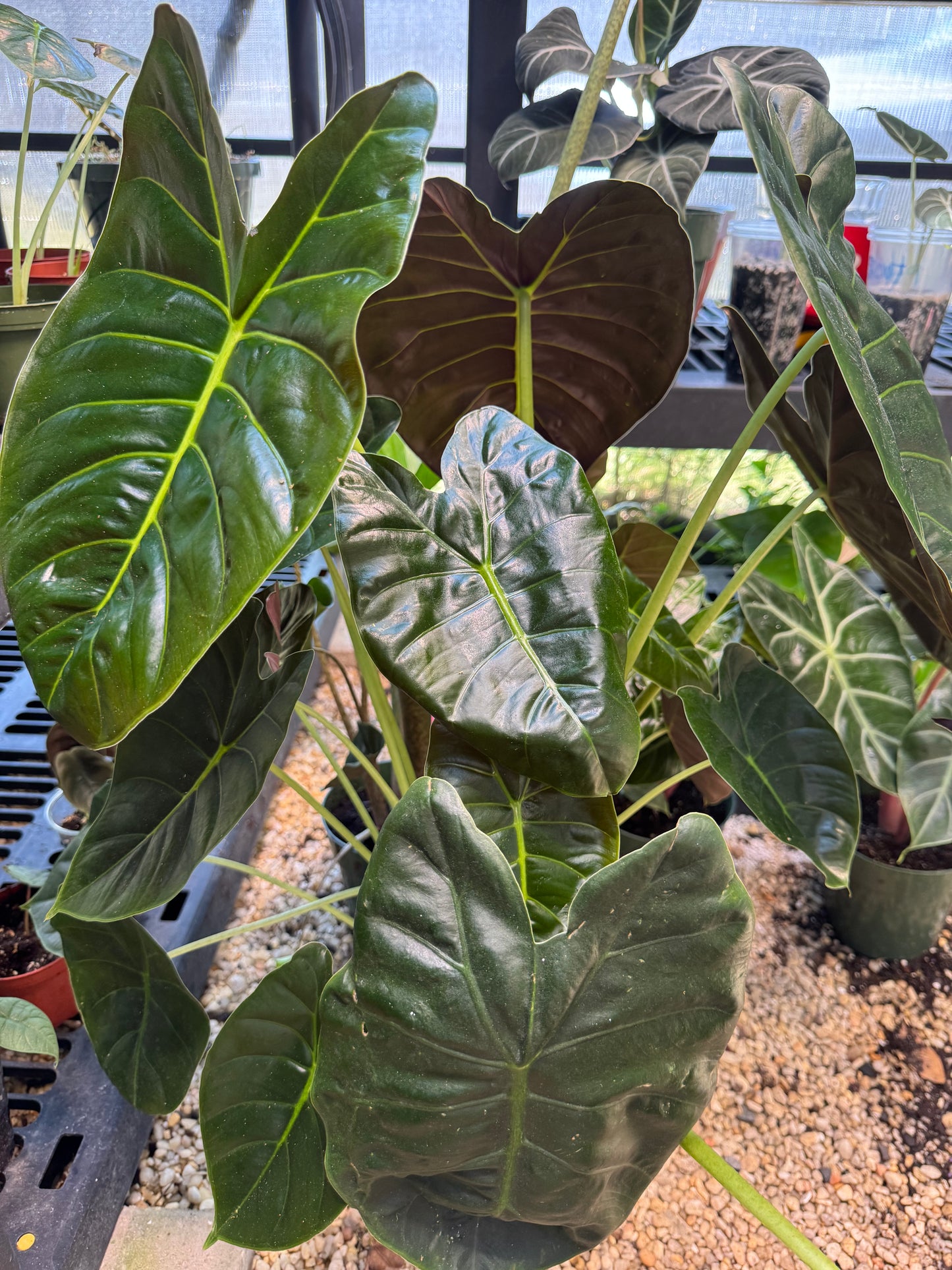 Alocasia Golden Bone