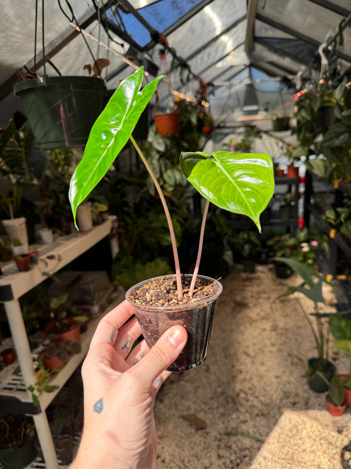 Alocasia Pink Dragon