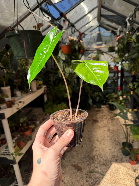 Alocasia Pink Dragon