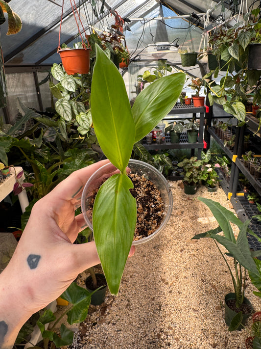 Musa Siam Ruby