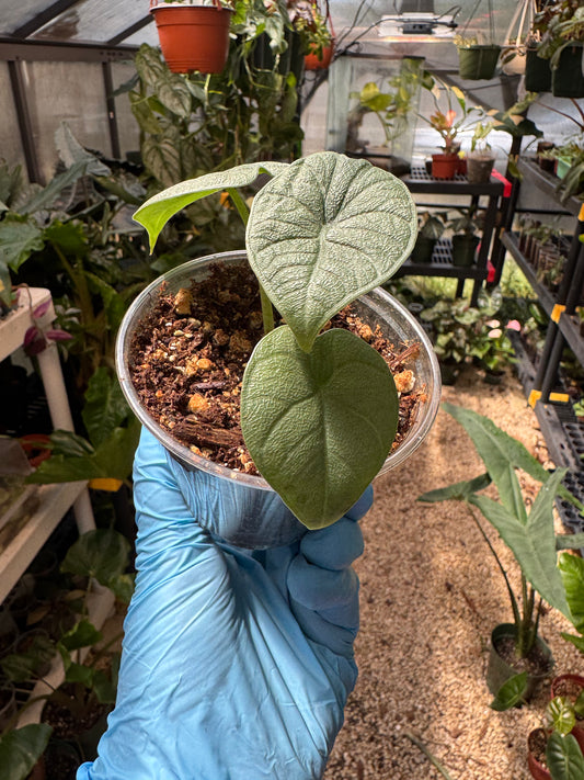 Alocasia Melo