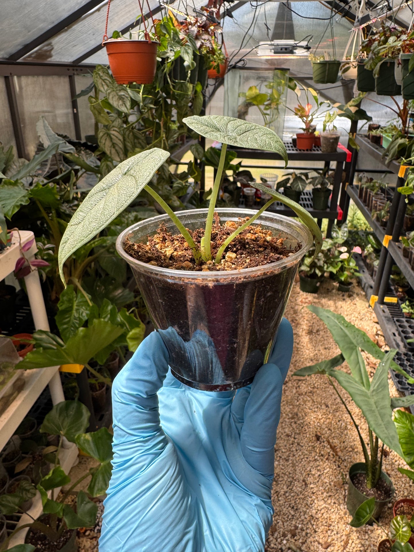 Alocasia Melo