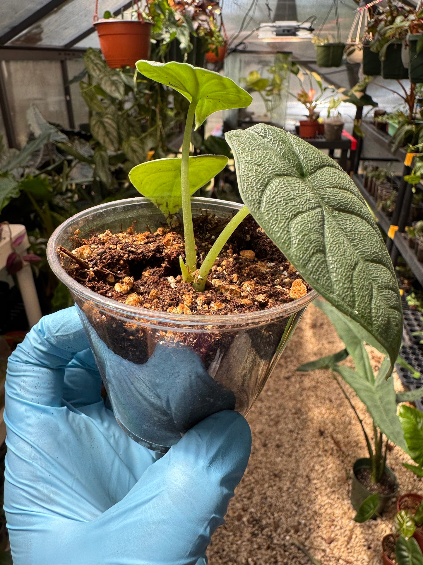 Alocasia Melo