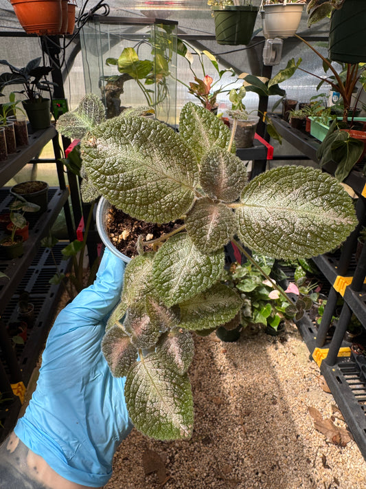 Episcia NOID