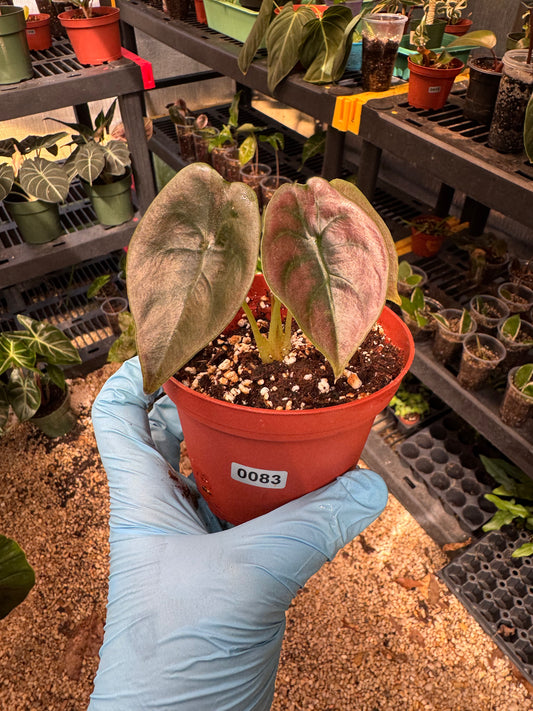 Alocasia Cuprea