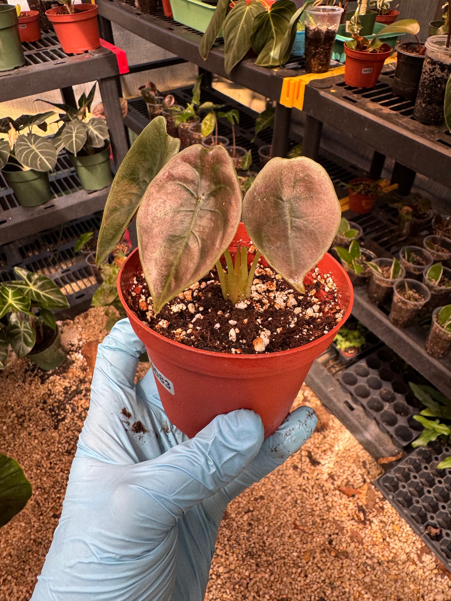 Alocasia Cuprea