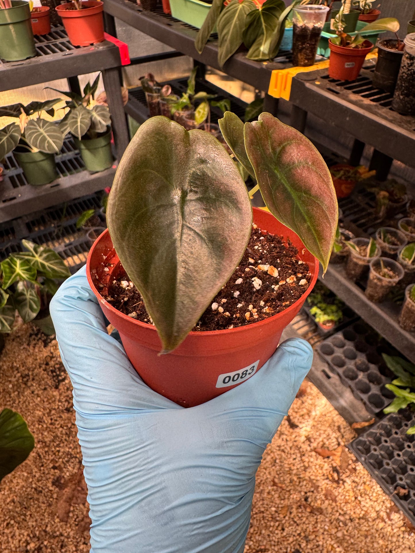 Alocasia Cuprea