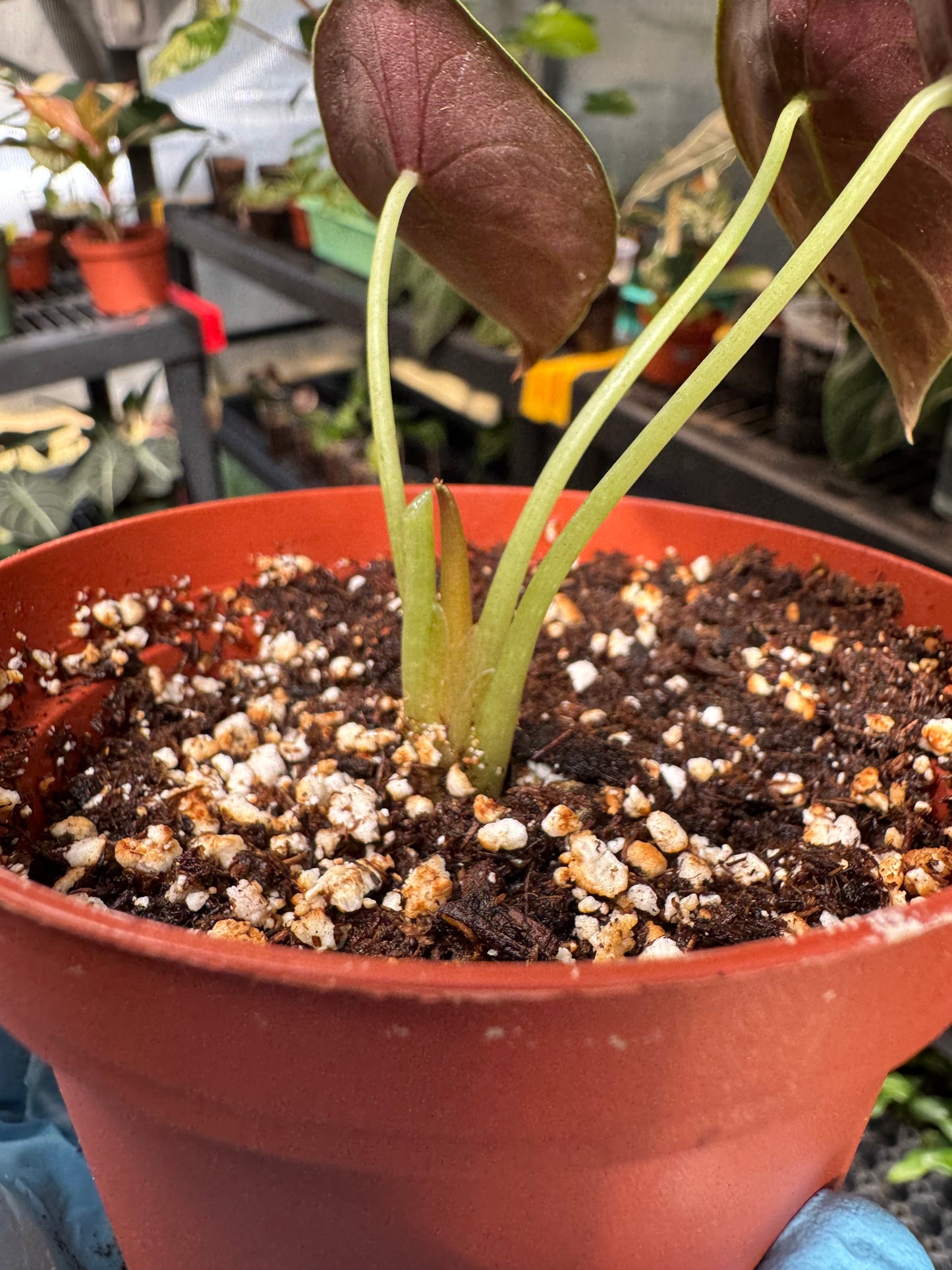Alocasia Cuprea