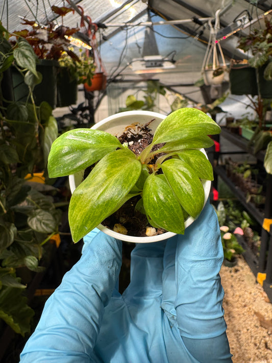 Philodendron Painted Lady