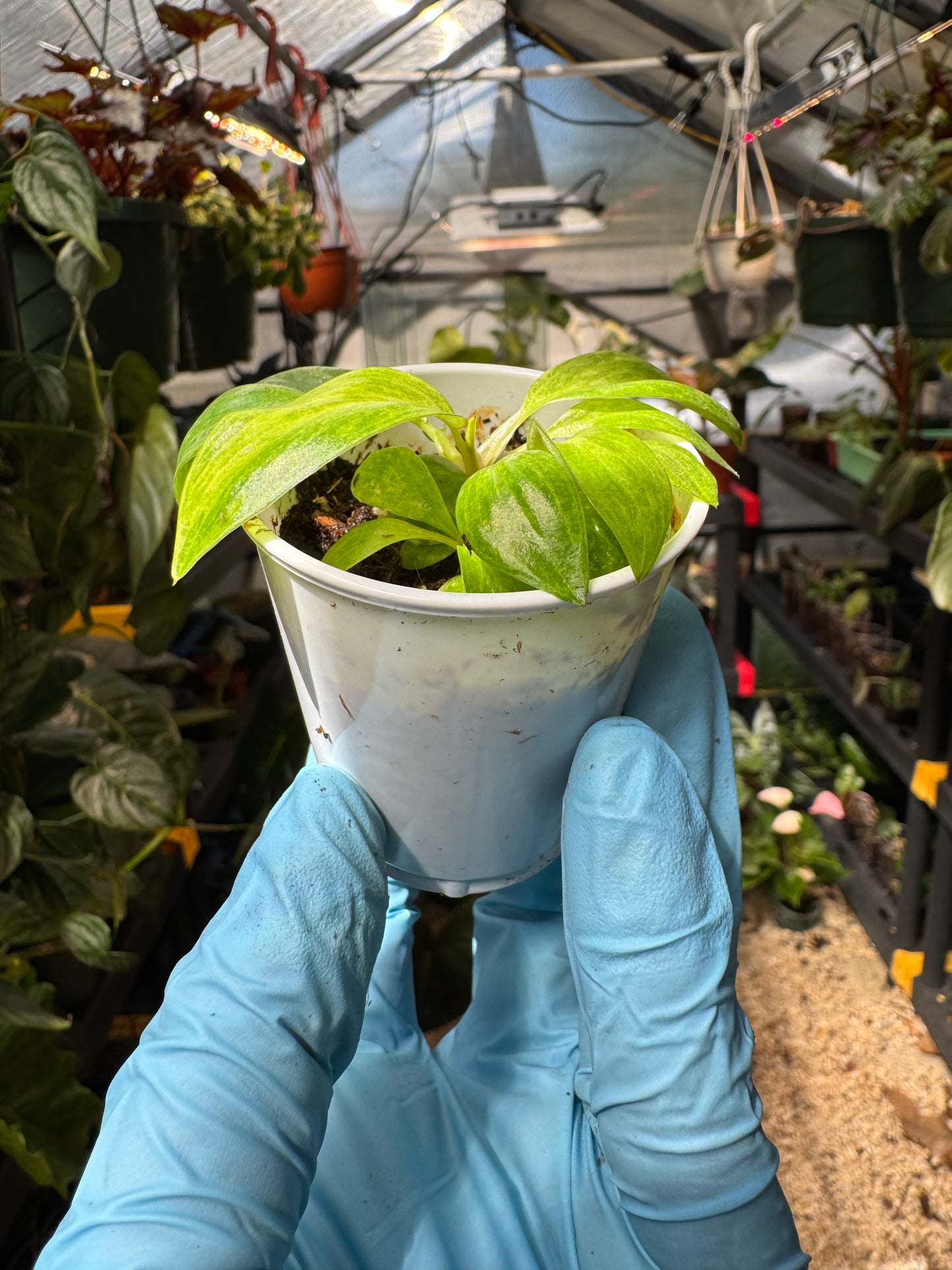 Philodendron Painted Lady