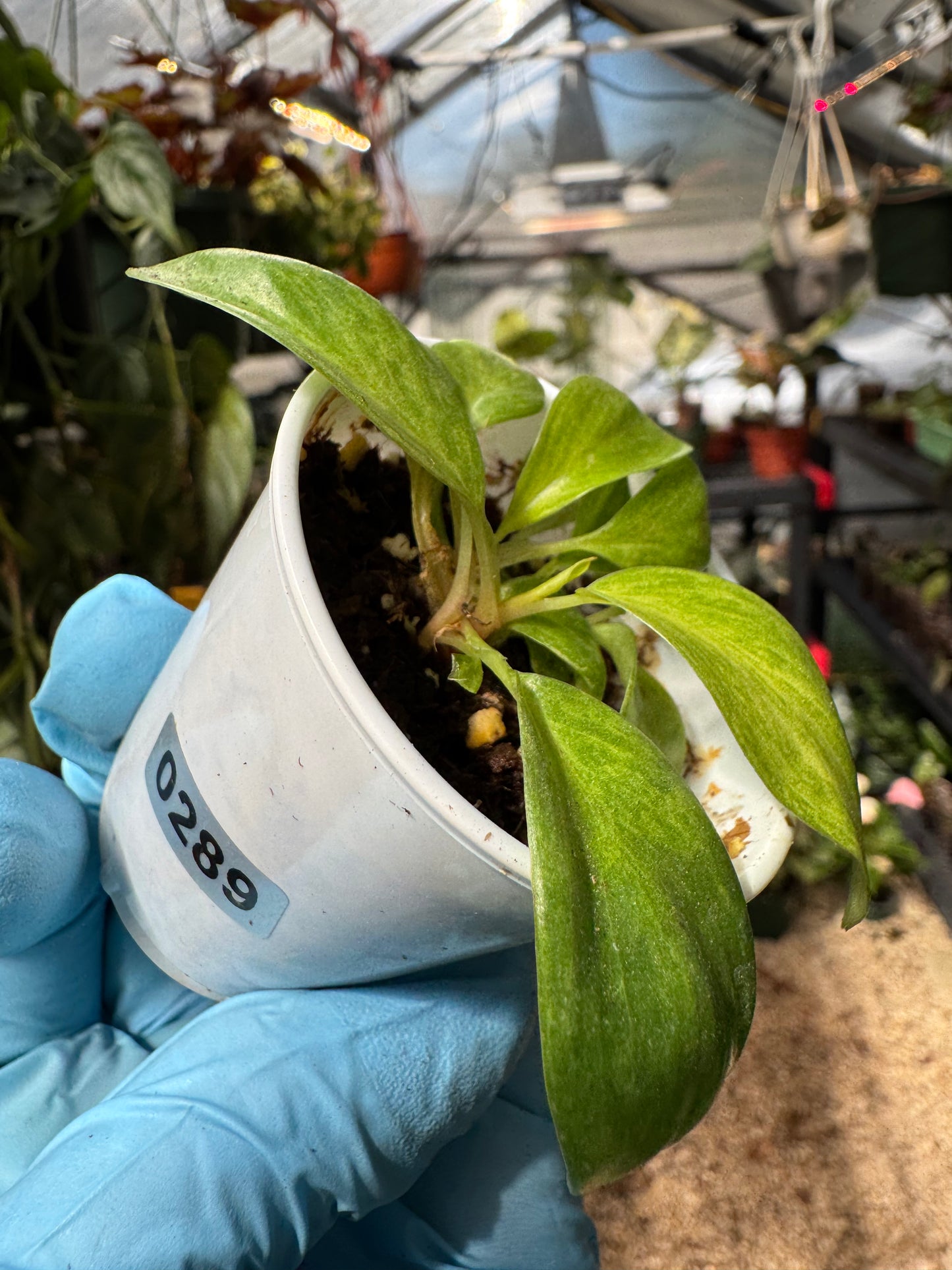 Philodendron Painted Lady