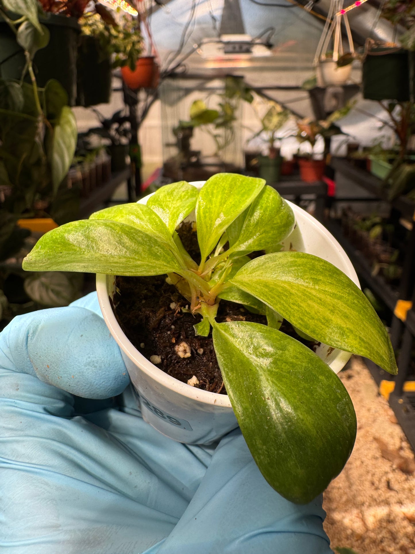 Philodendron Painted Lady