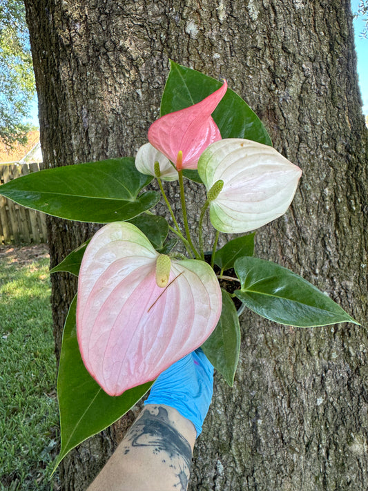 Anthurium Royal Pink Champion