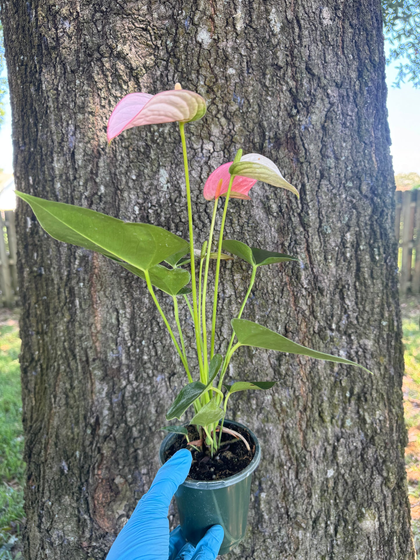 Anthurium Royal Pink Champion