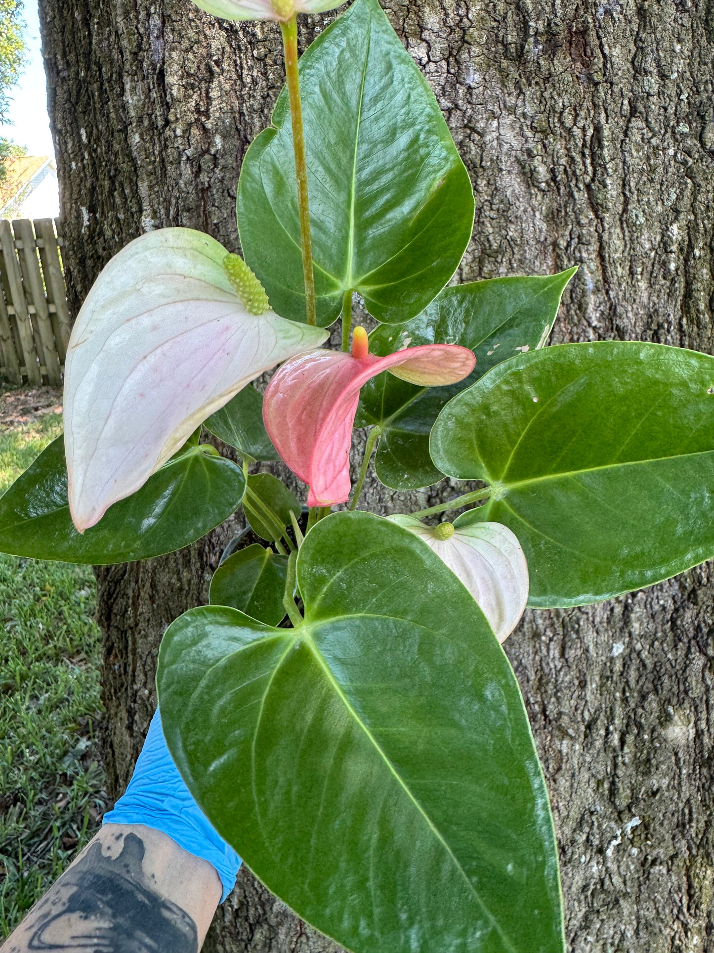 Anthurium Royal Pink Champion