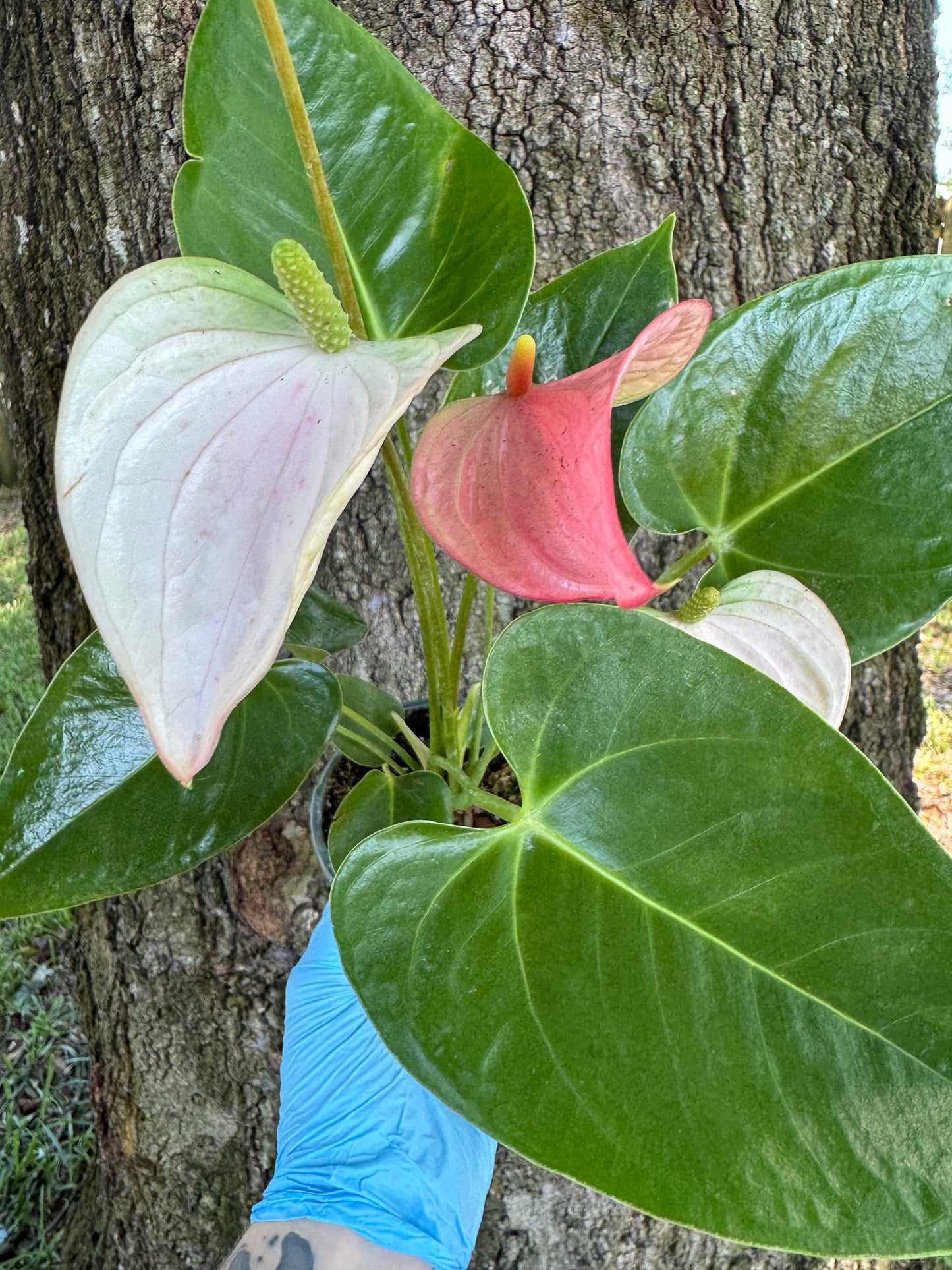 Anthurium Royal Pink Champion